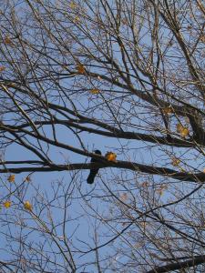 <img0*300:stuff/raven3.JPG>