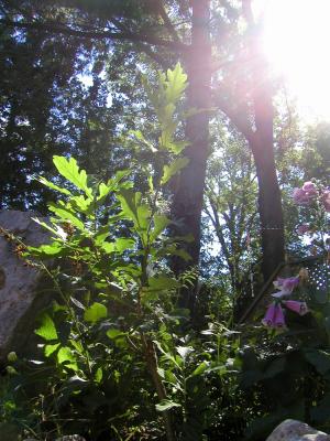 <img300*0:stuff/rebirth%20eirikr%27s%20oak.jpg>