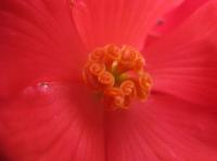 <img200*0:stuff/red%20flower%20macro%200.1.jpg>