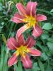 <img0*100:stuff/red_daylily.jpg>