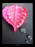 <img150*0:stuff/redboat%20copy.jpg>