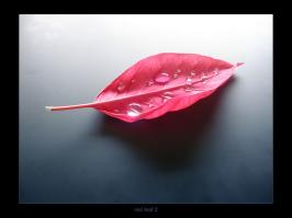 <img266*0:stuff/redboat2%20copy.jpg>