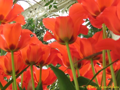 <img:stuff/redtulips.jpg>