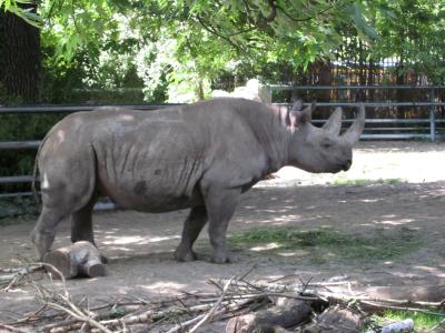 <img0*300:stuff/rhino.jpg>