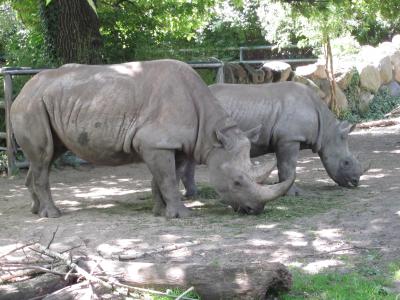 <img0*300:stuff/rhino_rhinos.jpg>