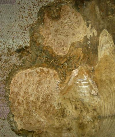 <img400*0:stuff/riesen_ulme_schnitz.jpg>