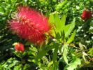 <img0*100:stuff/roodpluisbloem.JPG>