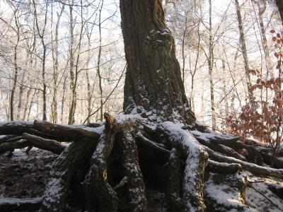 <img400*0:stuff/roots%20iuna3.jpg>