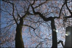 <img250*0:stuff/rosa_bäume.JPG>