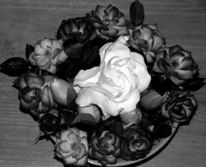 <img300*0:stuff/rosegardenia.jpg>