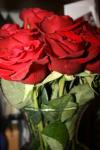 <img100*0:stuff/roseses1.jpg>