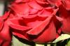 <img100*0:stuff/roseses2.jpg>