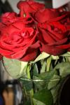 <img100*0:stuff/roseses3.jpg>