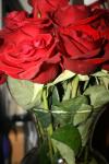 <img100*0:stuff/roseses4.jpg>