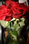 <img100*0:stuff/roseses5.jpg>