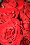 <img100*0:stuff/roseses8.jpg>