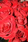 <img100*0:stuff/roseses9.jpg>