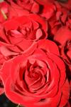 <img100*0:stuff/rosesss.jpg>