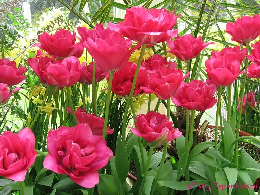 <img:stuff/rosetulips.jpg>