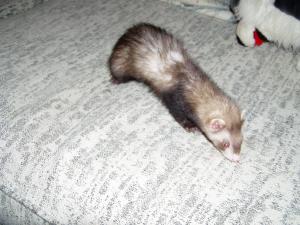 <img300*0:stuff/sassy_.jpg>