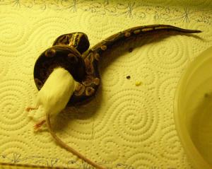 <img300*0:stuff/schlange_maus.jpg>