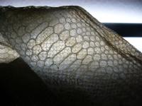 <img200*0:stuff/schlangenhaut.jpg>