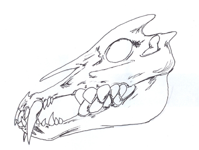 <img:stuff/scull.tdfc.jpg>