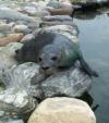 <img100*0:stuff/sealinfo0021.jpg>