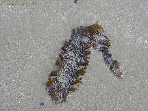 <img:stuff/seaweed.jpg>