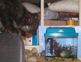 <img0*200:stuff/see%20fish%201a.jpg>