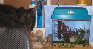 <img0*200:stuff/see%20fish%202a.jpg>