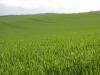 <img100*0:stuff/sf/field-39.jpg>