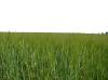 <img100*0:stuff/sf/field-41.jpg>