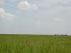 <img100*0:stuff/sf/field-49.jpg>