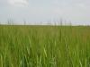 <img100*0:stuff/sf/field-50.jpg>