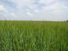 <img100*0:stuff/sf/field-51.jpg>