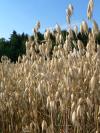 <img100*0:stuff/sf/oats-closeup.jpg>
