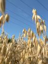 <img100*0:stuff/sf/oats.jpg>