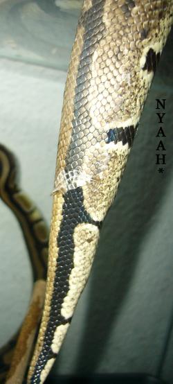<img250*0:stuff/sheddbnn.jpg>