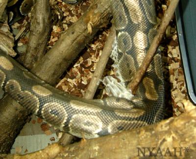 <img400*0:stuff/sheddghkg.jpg>