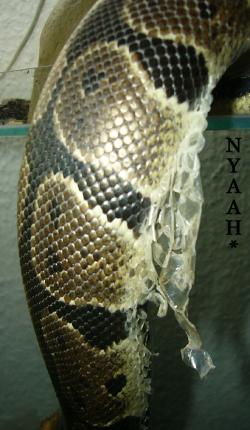 <img250*0:stuff/sheddhj.jpg>