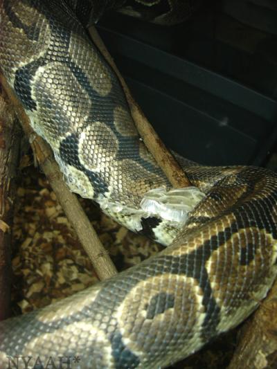 <img400*0:stuff/shedding.jpg>
