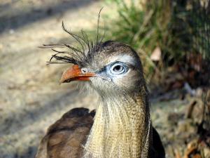 <img300*0:stuff/sheepy_bird1.jpg>