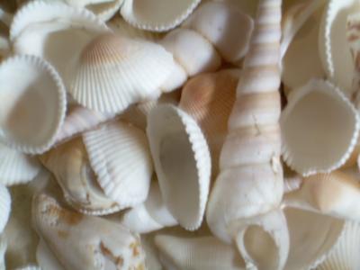 <img400*0:stuff/shells.jpg>