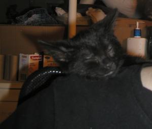 <img300*0:stuff/shoulder%207a.jpg>