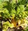 <img98*0:stuff/silverbeet1.jpg>