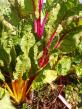 <img82*0:stuff/silverbeet2.jpg>