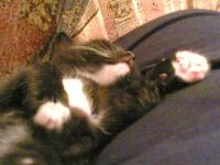 <img200*0:stuff/sleepswitters.jpg>
