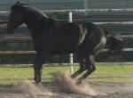 Horses by Lady Di