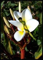 <img150*0:stuff/snakeinflower.jpg>